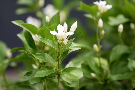 春天盛开的茉莉花图片