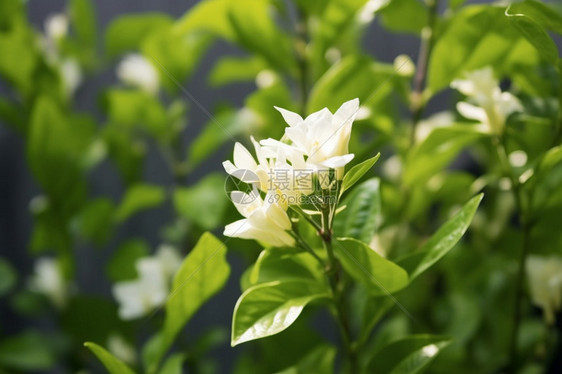 美丽的茉莉花图片