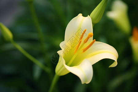 盛开的黄色百合花图片