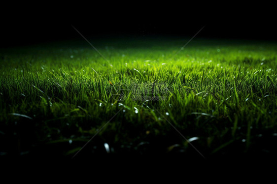 黑暗的绿色草坪图片