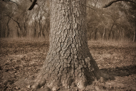 枯萎的树木图片