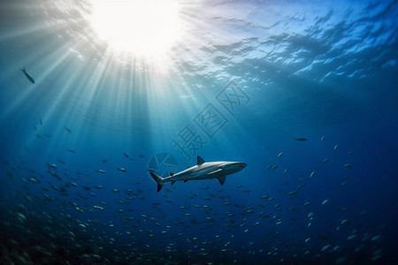 鱼群中觅食的鲨鱼图片