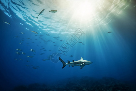 海底游荡的鲨鱼背景图片