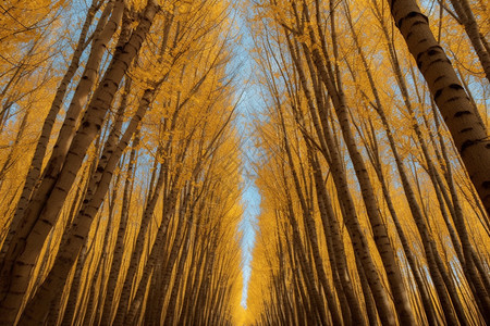 秋天金色整齐杨树林背景图片