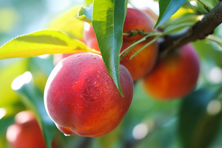 新鲜的油桃果园油桃树高清图片