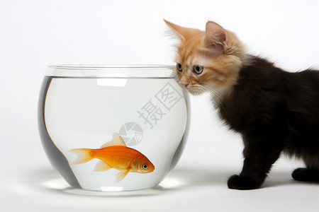小猫对水缸里的小鱼很好奇图片