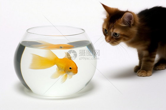 小猫盯着鱼缸里的小鱼图片