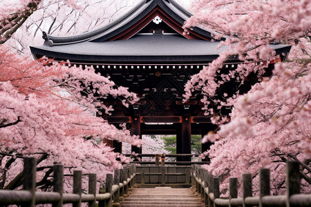 日本樱花林寺庙前的樱花林背景