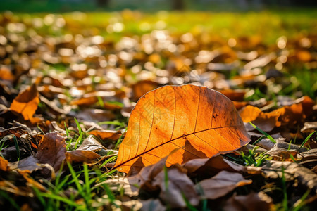 秋天的落叶落在地上图片