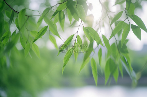 夏天的阳光透过叶子图片