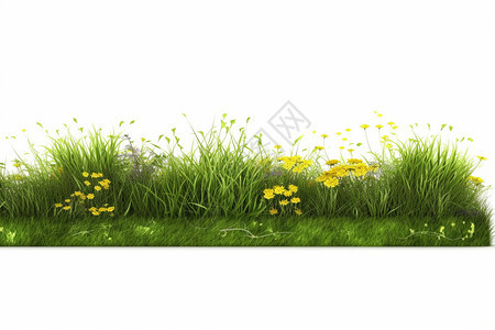 白色背景下的野草花背景图片