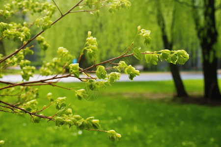 绿芽树枝的特写图背景图片