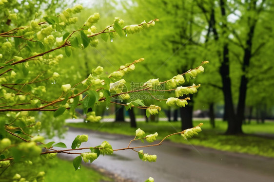 郁郁葱葱的雨后公园图片