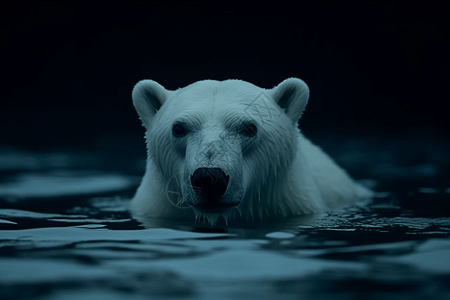 把头探出水面的北极熊图片