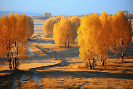 金黄色树林秋天风景图片