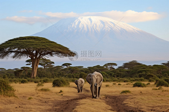 草原上的动物大象图片