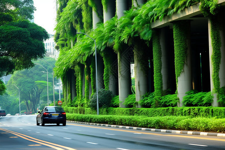 城市街道的绿化图片
