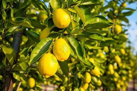 果树上的柠檬图片