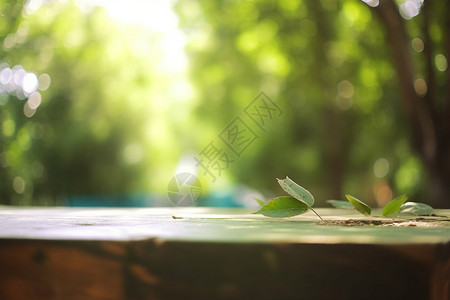 户外阳光植物背景图片