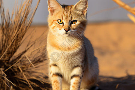 沙漠里的小猫图片