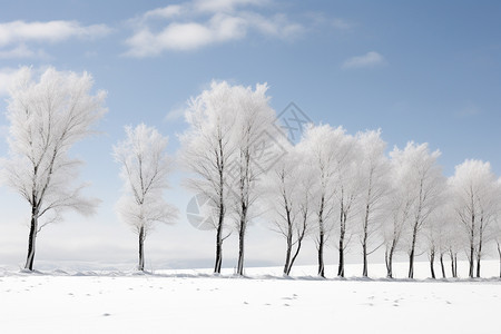 冬季的一片树林图片