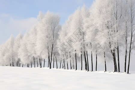 小雪冬季树林雪景背景