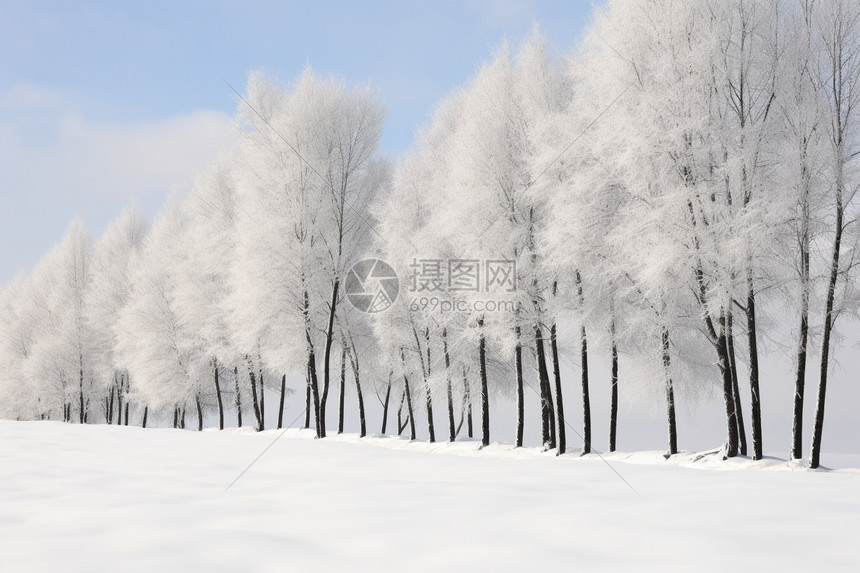 冬季树林雪景图片