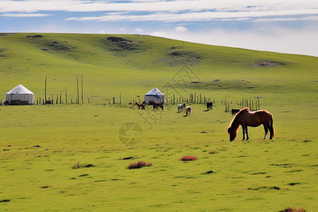 草原的蒙古包图片