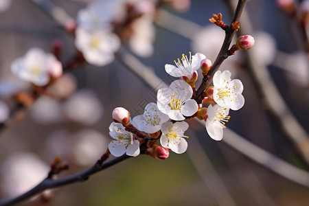 桃花树枝图片