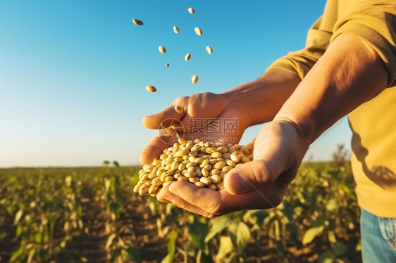 大豆收获季节图片