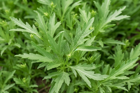 艾蒿叶子植物艾蒿高清图片