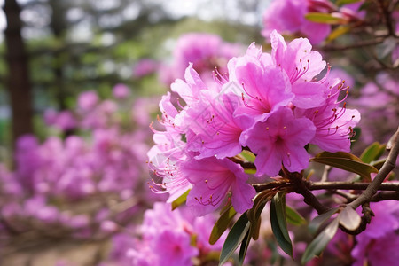 美丽的杜鹃花图片