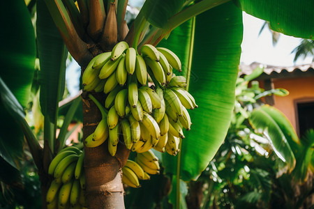 越南香蕉树越南水果高清图片