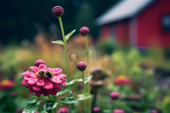 含苞待放的花朵图片