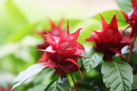 开花草本植物图片