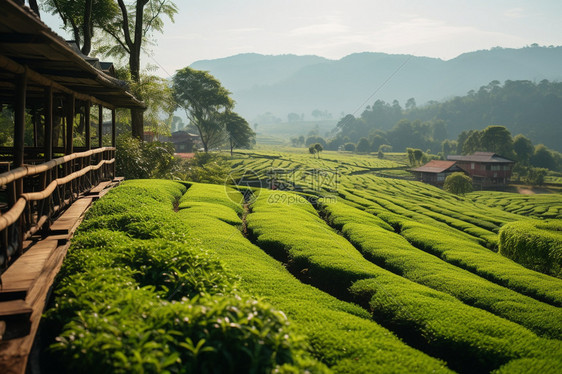 热带地区的茶园图片