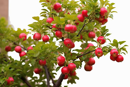 夏季红彤彤的苹果树图片
