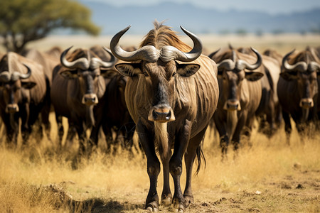 保护区中的野生羚牛图片