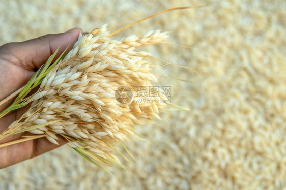 稻谷的种子图片