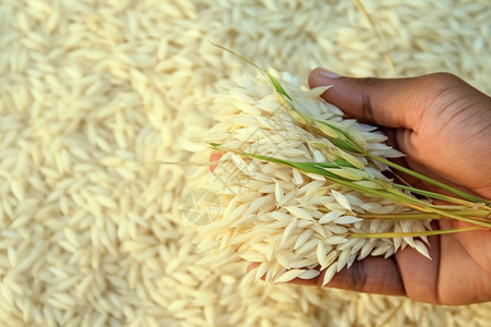 稻谷的生米图片