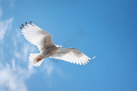 飞翔中的鸟背景图片