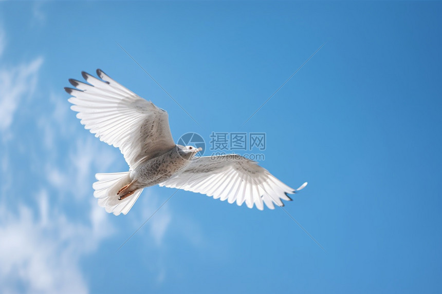 飞翔中的鸟高清图片下载-正版图片600272137-摄图网