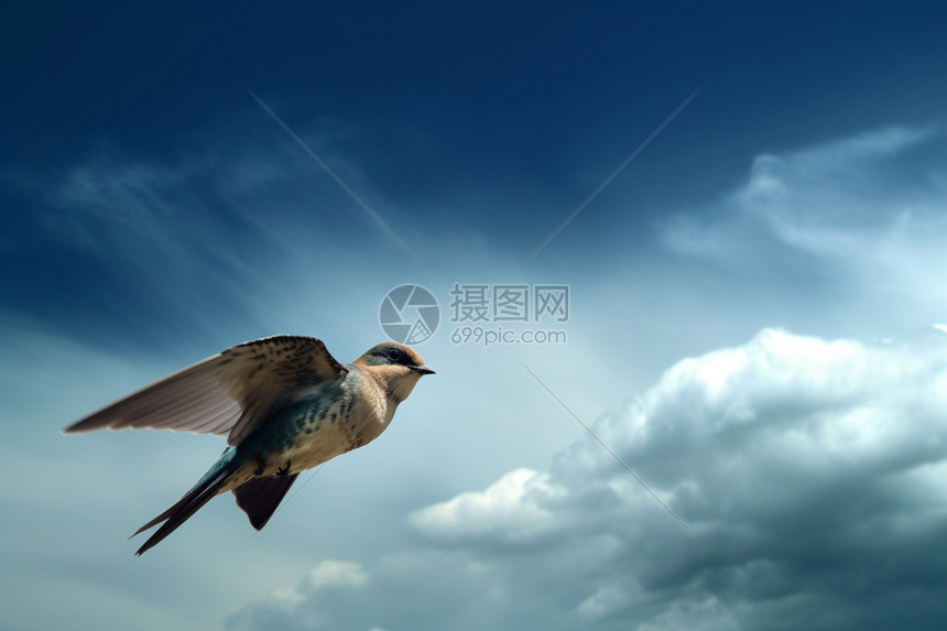 飞在空中的燕子图片