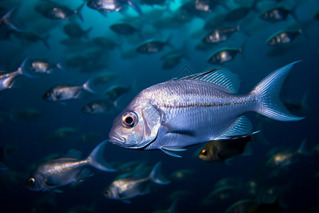 铸鱼图像海洋动物咸水鱼高清图片