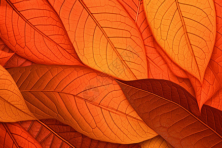 火红的树叶背景图片