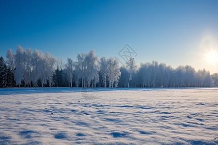 雪积后的树林图片