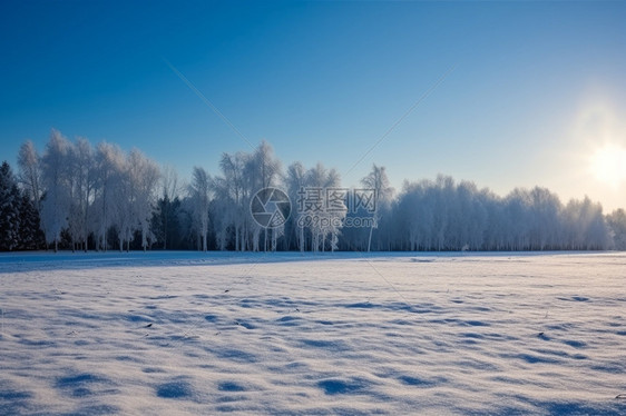 雪积后的树林图片