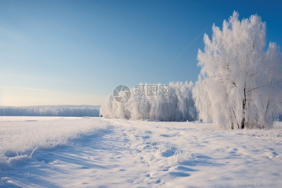 被雪覆盖的树林图片