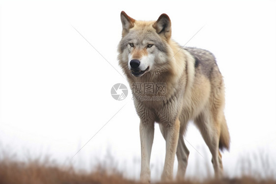 危险哺乳动物狼图片