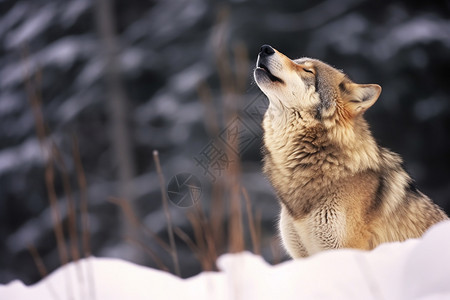 冬季雪地上的狼图片